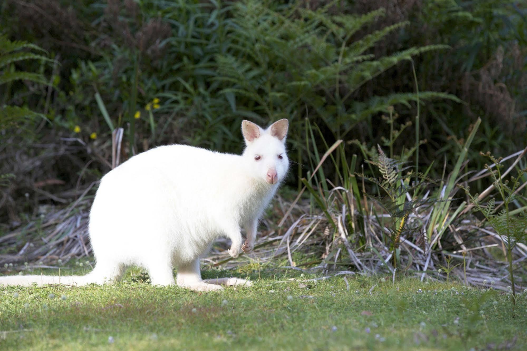 Bruny Island Lodge South Bruny Dış mekan fotoğraf